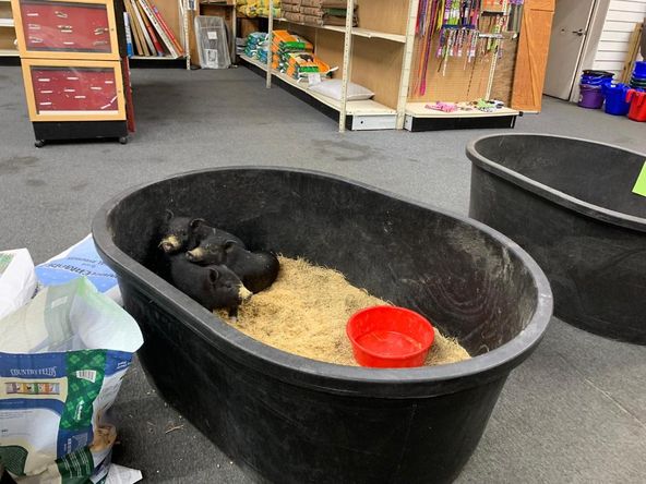 WINNING CIRCLE FEED & PET SUPPLIES: 9722 State Road 52, Hudson, FL 34669